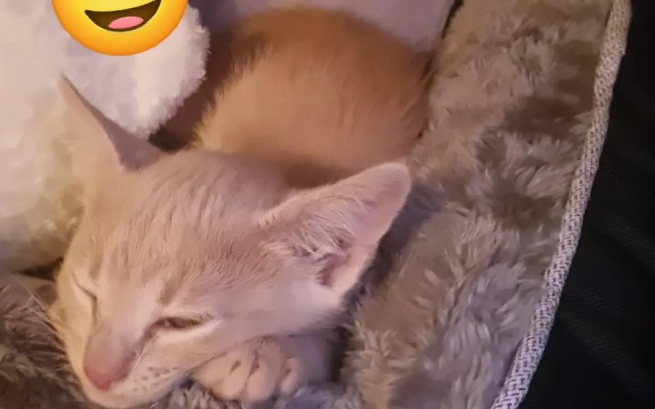 Ayuda para Nilo🐱💔