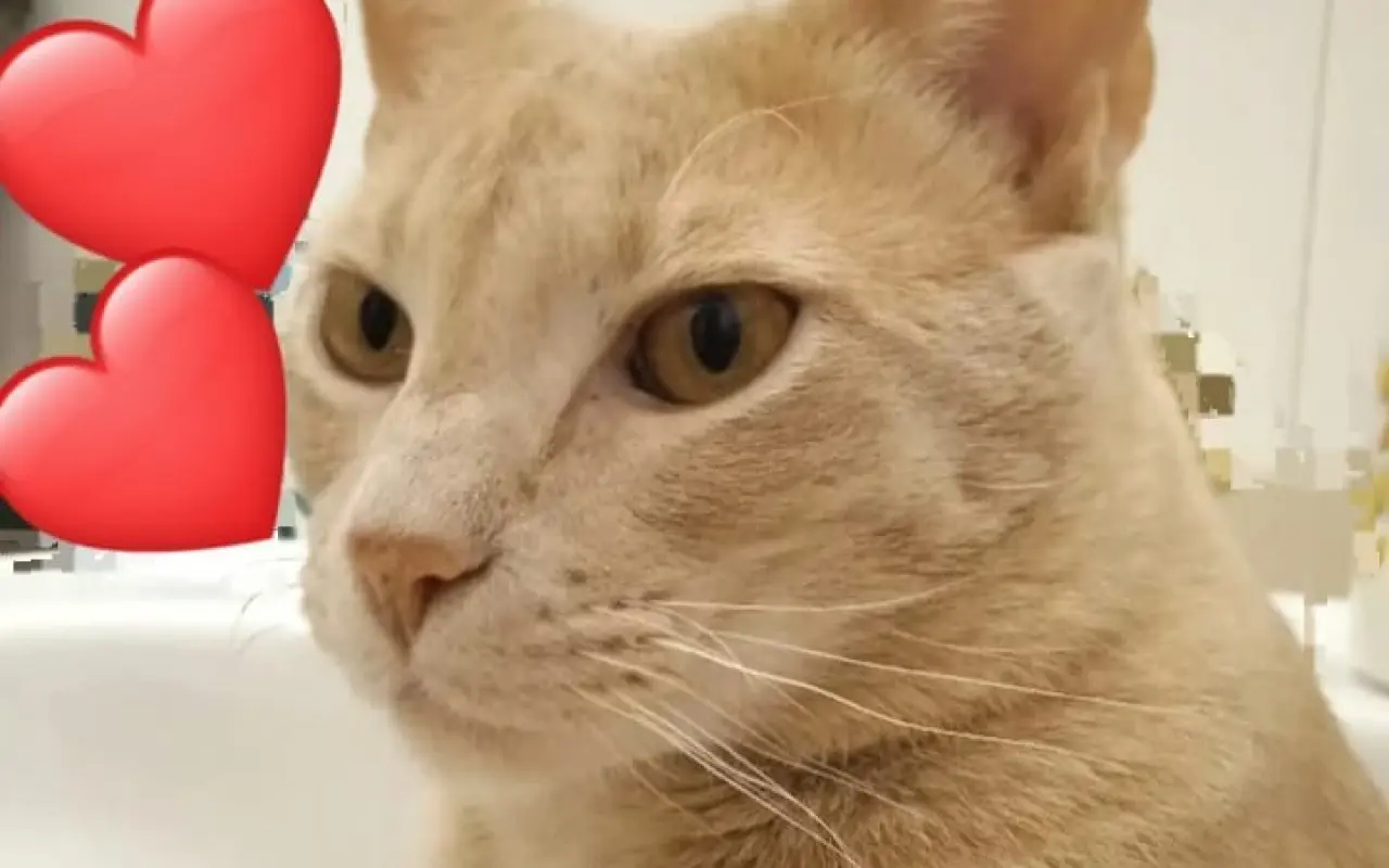 Ayuda para Nilo🐱💔