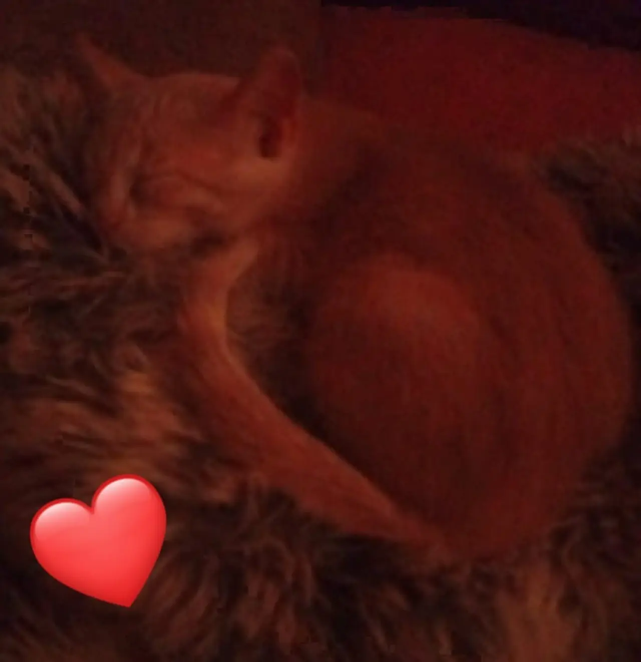 Ayuda para Nilo🐱💔