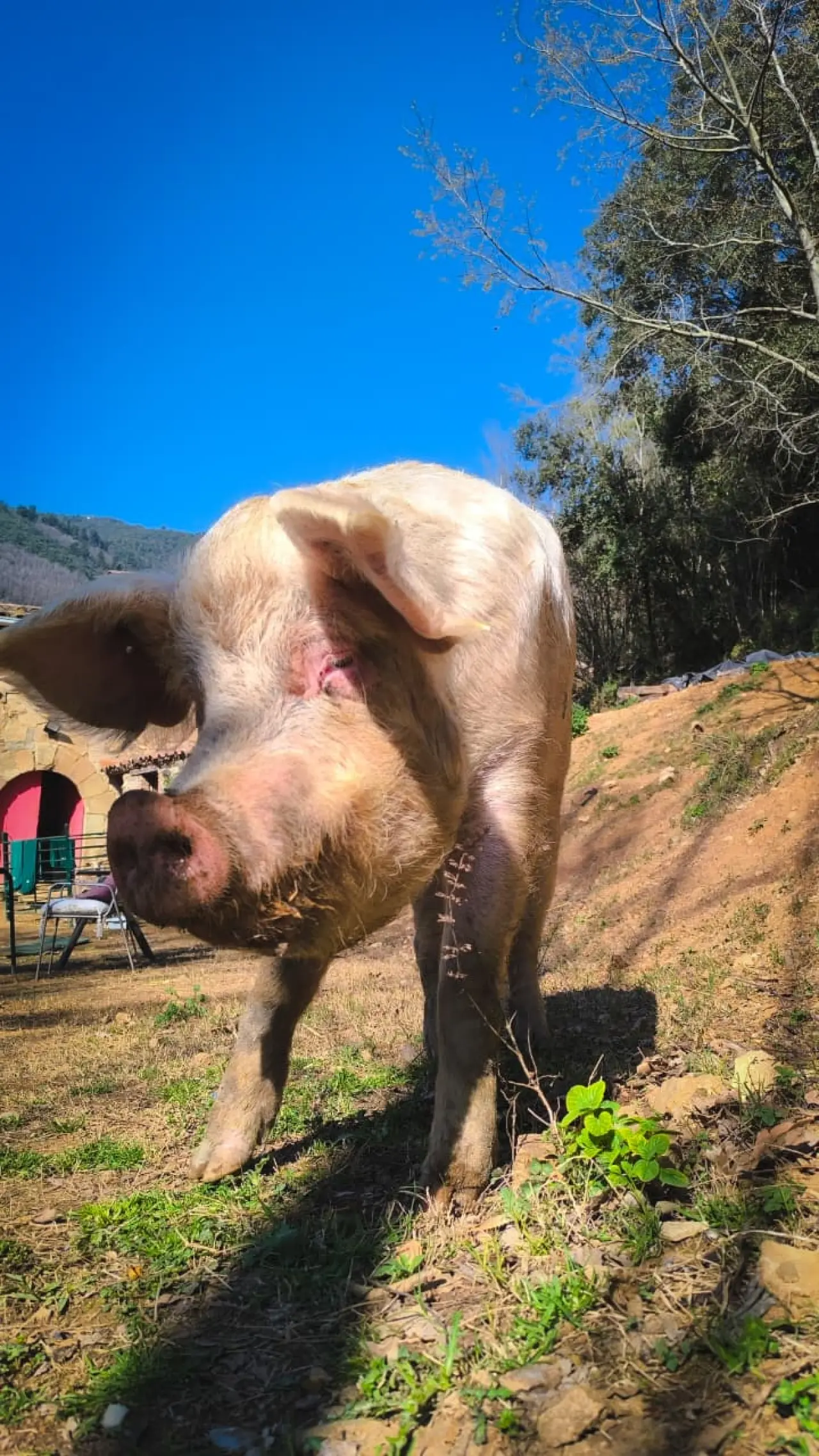 Ayudemos a cubrir los gastos veterinarios del Santuario Almas Veganas