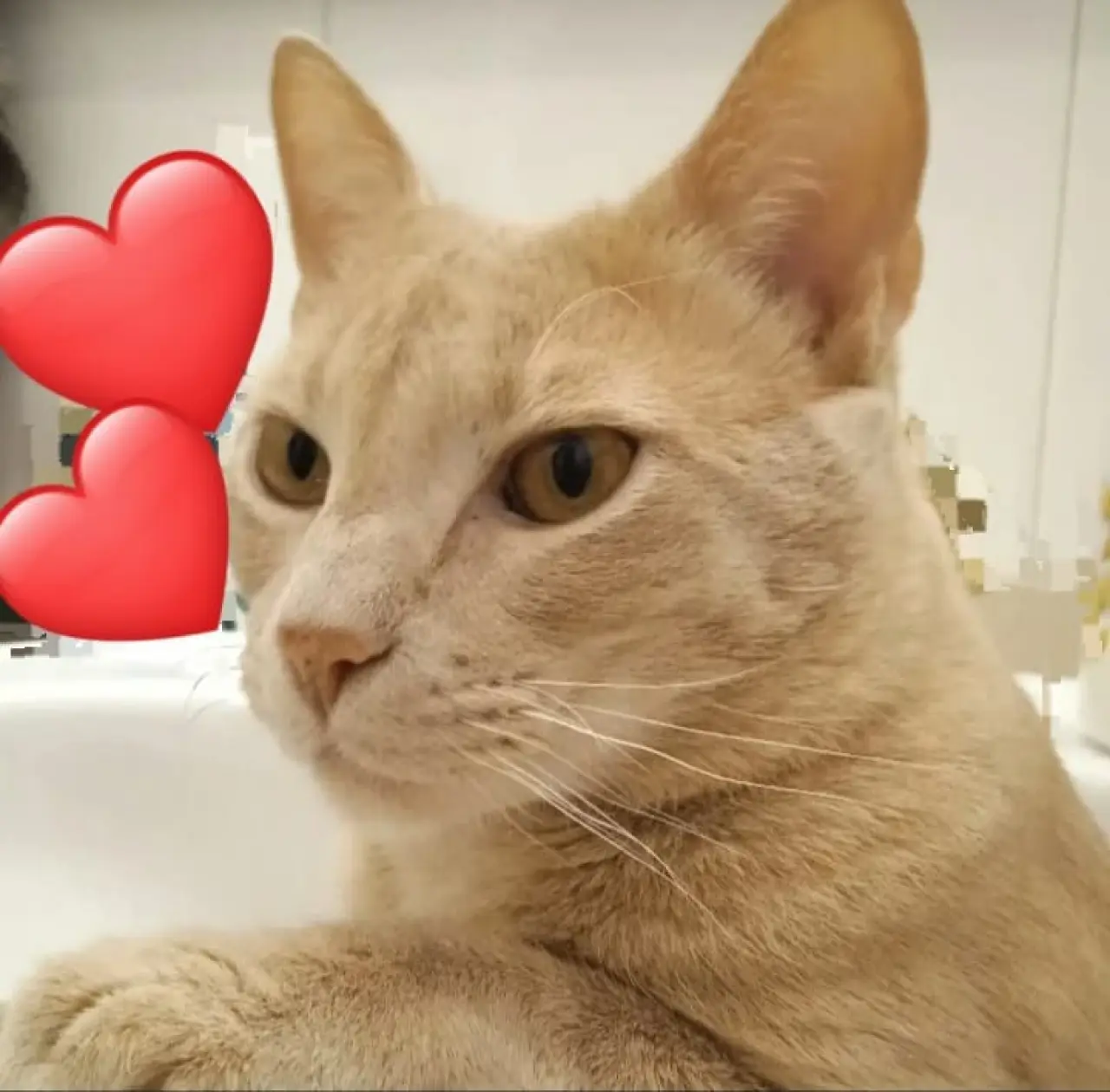 Ayuda para Nilo🐱💔