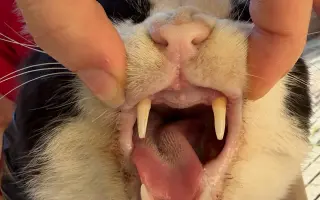 Ayuda Gastos Veterinarios Vaquita