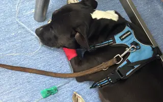 Ayuda para la cirugía urgente de Jagger ❤️‍🩹