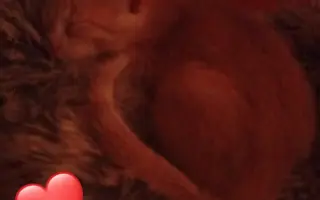 Ayuda para Nilo🐱💔