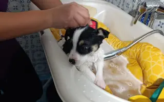 La Casa de las Reinas: Un nuevo refugio para los cachorros más vulnerables