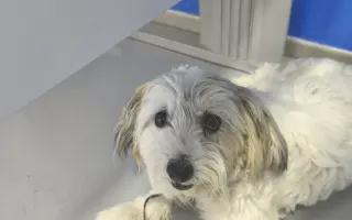 Ayuda urgente para mi perrita Donna