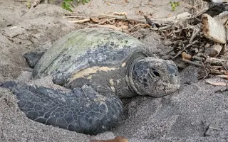 DELT Project: Una nueva esperanza para las tortugas marinas