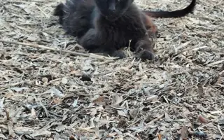 Control Felino Batres: Más Salud, Menos Abandono