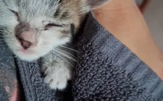 Ayúdanos a que este gatito nunca vuelva a estar solo