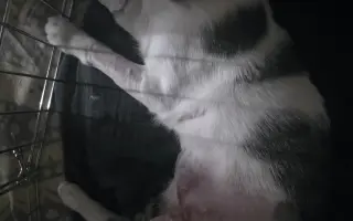 Ayudemos a que mi gatito Safi vuelva a caminar