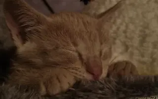 Ayuda para Nilo🐱💔