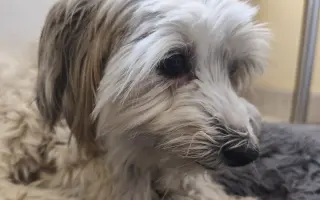 Ayuda urgente para mi perrita Donna