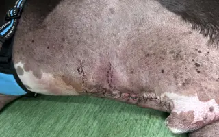 Ayuda para la cirugía urgente de Jagger ❤️‍🩹