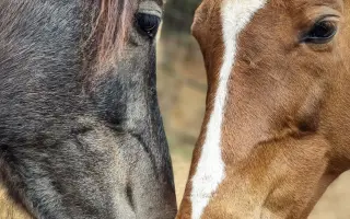 Ayudemos a cubrir los gastos veterinarios del Santuario Almas Veganas