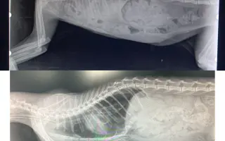 Has ayudado a operar a Doro de una hernia diafragmática grave
