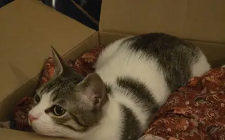 Ayudemos a que mi gatito Safi vuelva a caminar