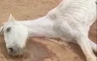 Justa murió de hambre. Salvemos a los que quedan