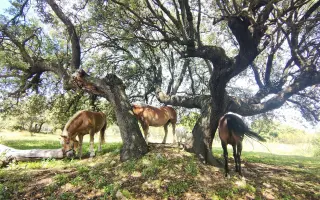Ayúdanos: Vallados seguros, animales del santuario a salvo