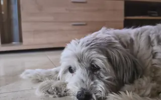 Ayuda urgente para mi perrita Donna