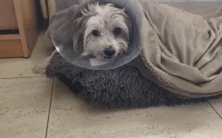 Ayuda urgente para mi perrita Donna