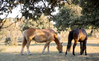 Ayúdanos: Vallados seguros, animales del santuario a salvo