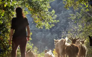 Ayudemos a cubrir los gastos veterinarios del Santuario Almas Veganas