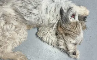 Ayuda urgente para mi perrita Donna