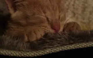 Ayuda para Nilo🐱💔