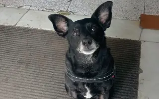 Un empujón para mi perro 🐶 ❤️