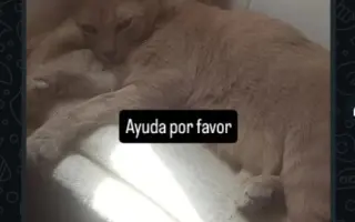 Ayuda para Nilo🐱💔