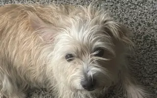 Ayuda urgente para la operación de Trufa 🐾