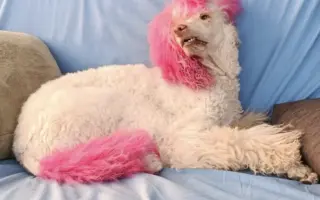Donette lucha contra el cáncer y no quiere rendirse 🐩 💔