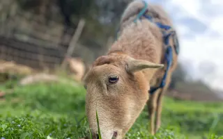 Ayudemos a cubrir los gastos veterinarios del Santuario Almas Veganas