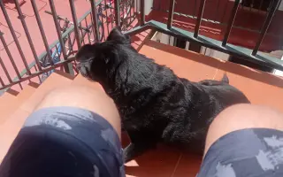 Un empujón para mi perro 🐶 ❤️