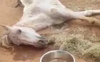 Justa murió de hambre. Salvemos a los que quedan