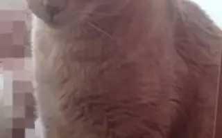 Ayuda para Nilo🐱💔
