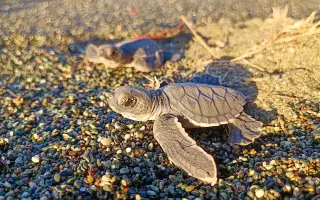 DELT Project: Una nueva esperanza para las tortugas marinas