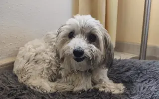 Ayuda urgente para mi perrita Donna