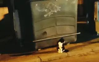 Control Felino Batres: Más Salud, Menos Abandono