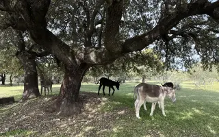 Ayúdanos: Vallados seguros, animales del santuario a salvo