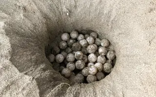 DELT Project: Una nueva esperanza para las tortugas marinas