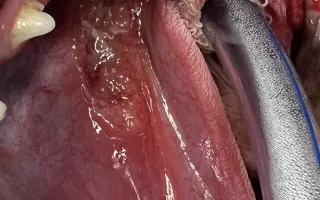 Donette lucha contra el cáncer y no quiere rendirse 🐩 💔