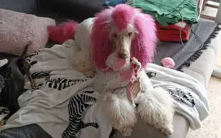 Donette lucha contra el cáncer y no quiere rendirse 🐩 💔