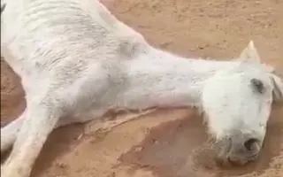 Justa murió de hambre. Salvemos a los que quedan