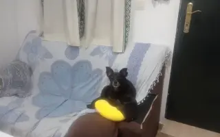 Un empujón para mi perro 🐶 ❤️