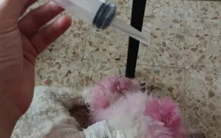 Donette lucha contra el cáncer y no quiere rendirse 🐩 💔