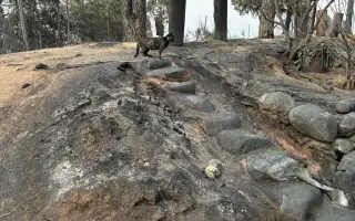 Ayuda a la Finca de Fausto tras los incendios