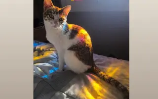 Ayudemos a que mi gatito Safi vuelva a caminar
