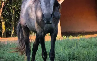 Ayudemos a cubrir los gastos veterinarios del Santuario Almas Veganas