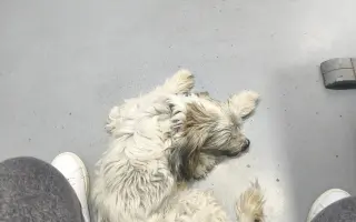 Ayuda urgente para mi perrita Donna